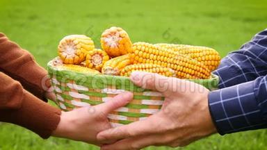 两个农民把一篮子玉米放在一片绿色的田野上。 农业，生物制品，作物生产..